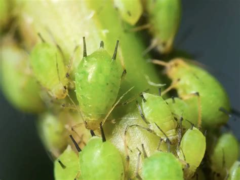 metallic green flies my house|how to get rid of aphids permanently.